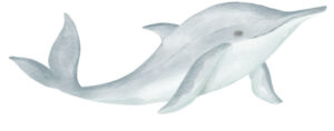dolphine dolphine